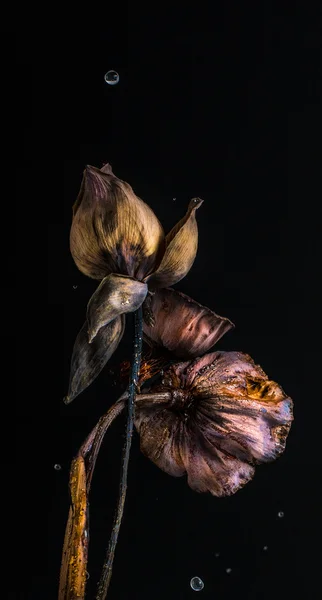 Gedroogde lotus — Stockfoto