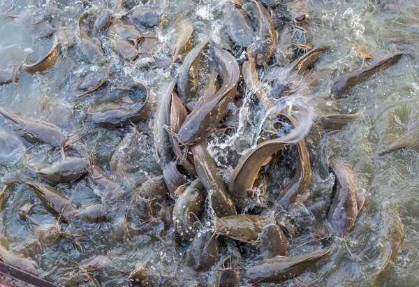 Yayın balığı Grup — Stok fotoğraf