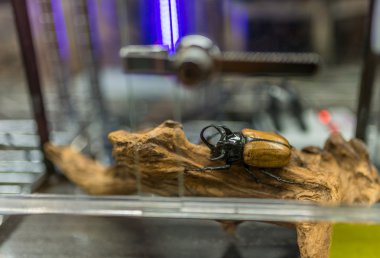 Böceği satmak için