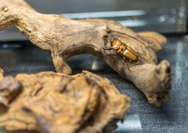 Böceği satmak için