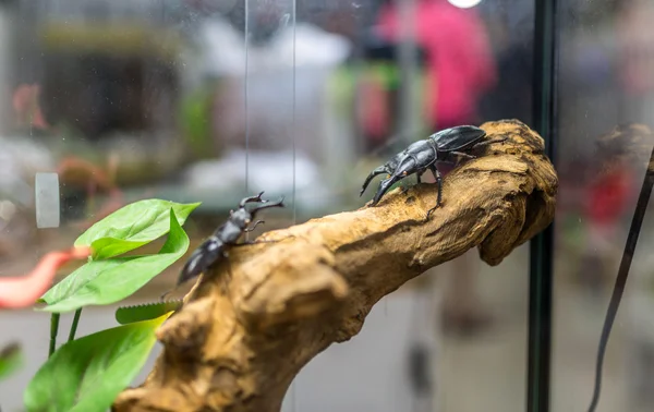 Beetle for sell — Stock Photo, Image