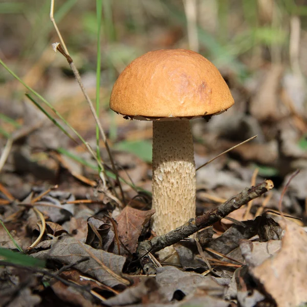 Звезда лесной гриб — стоковое фото