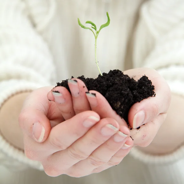 Rettung der Natur in menschlichen Händen — Stockfoto