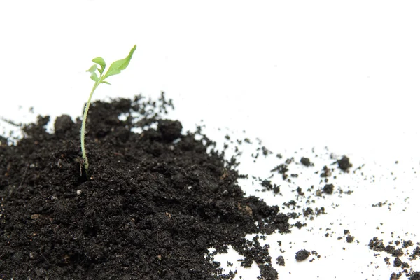 Nieuwe groene opstarten — Stockfoto