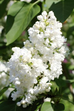 Bahar güzellik leylak