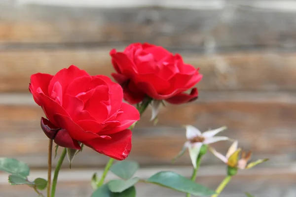 Red tender roses — Stock Photo, Image