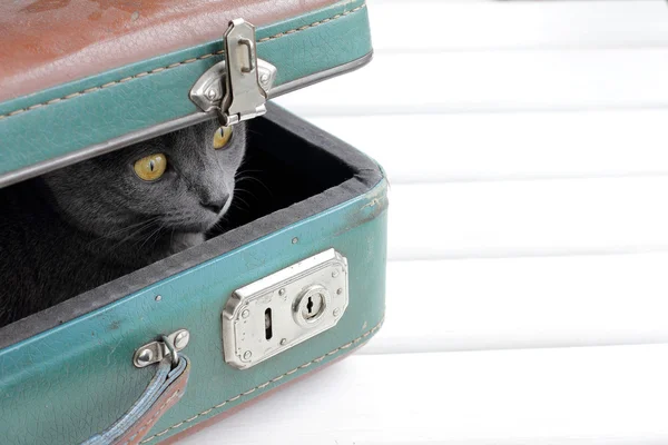 Kedi retro turizm