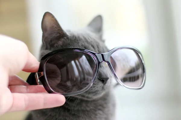 Cat για την τοποθέτηση γυαλιά ηλίου — Φωτογραφία Αρχείου