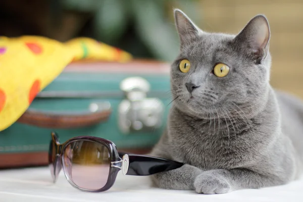 güneş gözlüğü turist ile kedi