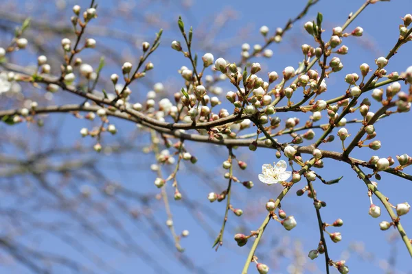 Blühender Obstgarten im Frühling — Stockfoto