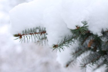 Mavi ladin dalları bir kış günü kalın bir kar yığınıyla kaplıdır.