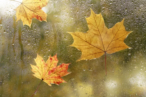 autumn leaves stuck to the window after the rain. three wet maple leaves