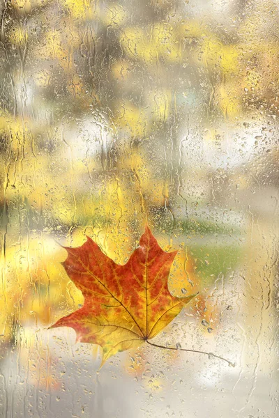 Mokry Jesienny Liść Klonu Tle Zamazanych Sylwetek Drzew Widok Okna — Zdjęcie stockowe