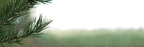 Borová Větev Pavučinou Pokrytou Kapkami Rosy Dlouhé Pozadí Pro Podzimní — Stock fotografie