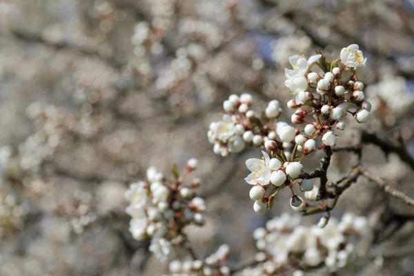 Gren Ett Körsbärsträd Med Knoppar Och Rsta Ppnande Blommor Blommande — Stockfoto