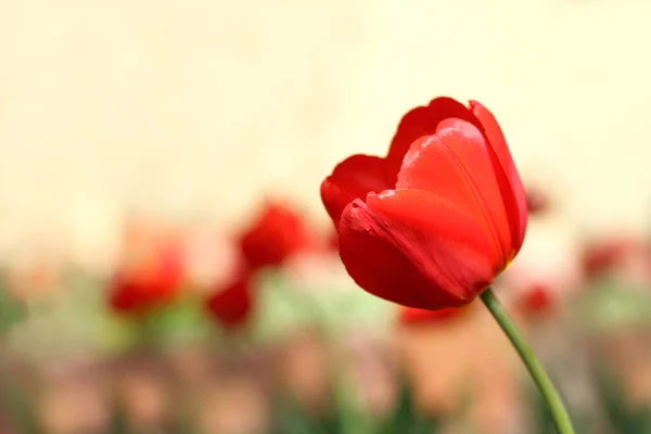 Red Tulip Flower Background Flower Beds Sunny Day Blooming Month — Stock Photo, Image