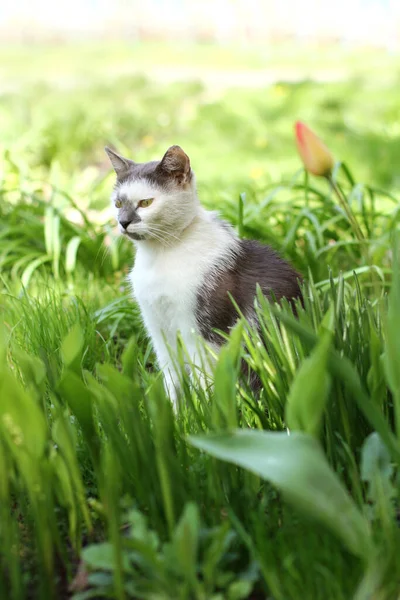 Gato Blanco Con Manchas Grises Descansando Césped Verde Día Soleado —  Fotos de Stock