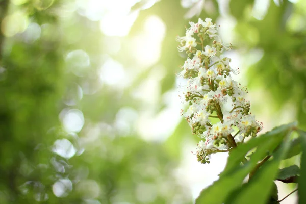 Bloemen Een Tak Van Kastanje Bloeiende Bomen Het Voorjaar — Stockfoto