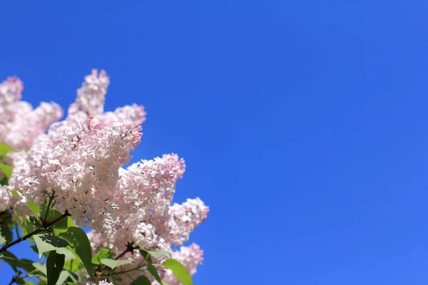 Rosa Klasar Lila Blommor Mot Den Blå Himlen Delikata Smaker — Stockfoto