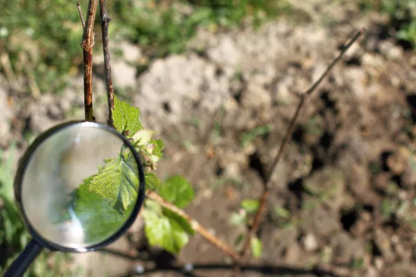 Büyüteçle Sarmaşık Bahçedeki Bitkilerin Eksiksiz Incelemesi — Stok fotoğraf