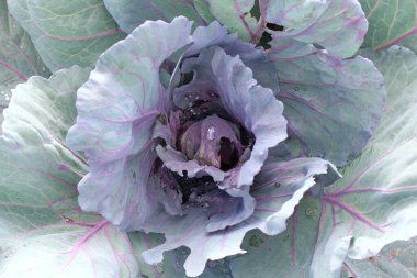 Yukarıdan yağmur gördükten sonra damlayan kırmızı lahana. Bahçede yetişen sebze mahsulü