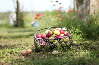 Bahçenin arka planında elmalarla dolu hasat sepeti