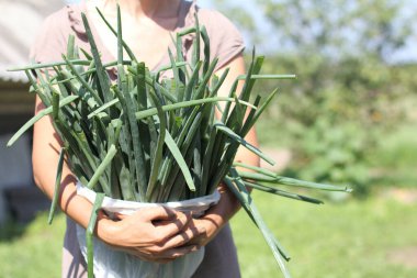 Bahçıvanın ellerinde taze taze soğan sapları ve büyük vejetaryen hasadı var.