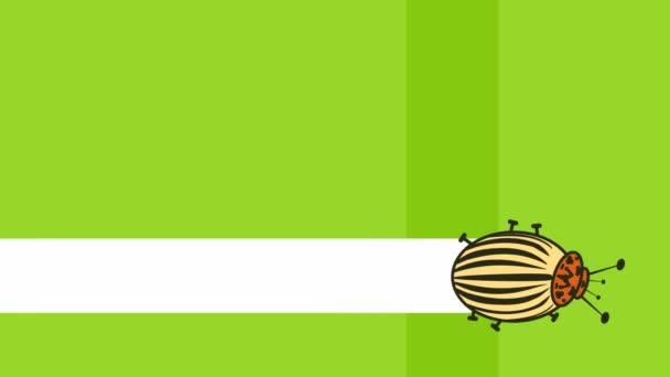 Video Animation Striped Colorado Beetle Crawls Wiggles Its Legs Gnawing — Stock Video