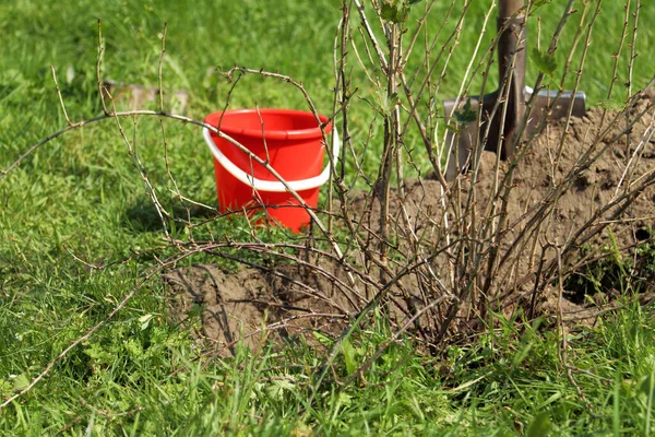 Verpflanzung Eines Alten Johannisbeerstrauches Gartenarbeit Herbst — Stockfoto