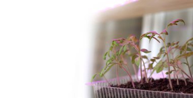 Yeşil domates lahanaları mavi bir lambayla aydınlatılır. İlkbaharda fidanlar büyür