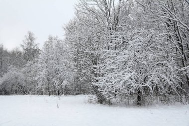 Bir kar yağışı sonrasında ormanın arka planında bir elma ağacının karla kaplı dalları. Ocak kış havası