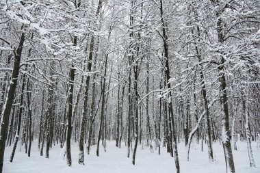Bir kar yağışından sonra birçok ağacın gövdesi ve dalları. Genç kış ormanı