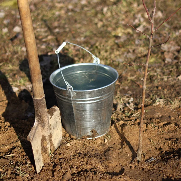fruit tree sapling with a shovel and a bucket full of water. Spring works in the garden