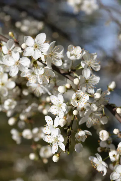 Blommande Blommor Ett Fruktträd Väldoftande Vår — Stockfoto