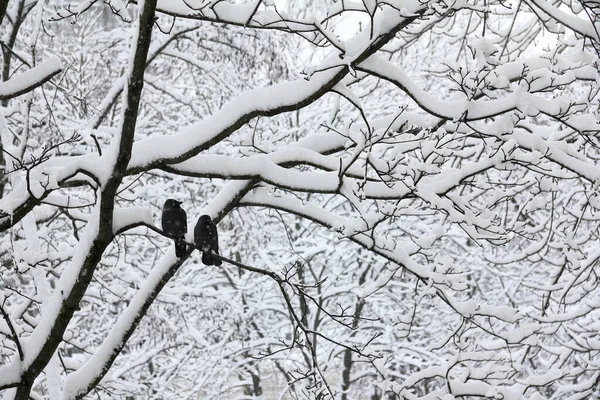 two small black birds among the white snow-covered branches of trees in the morning. spend the winter together
