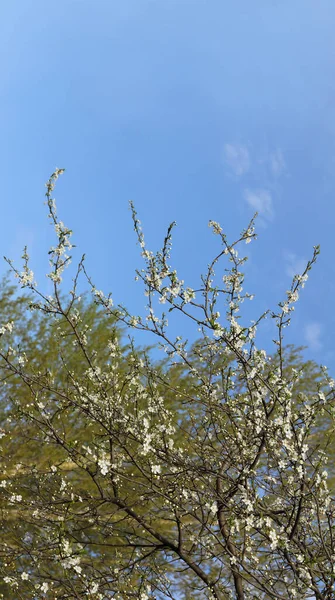 Grener Blomstrende Frukttre Mot Den Blå Himmelen Fjærbakgrunn – stockfoto