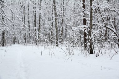 Karlı ormanda yol. Kış manzarası