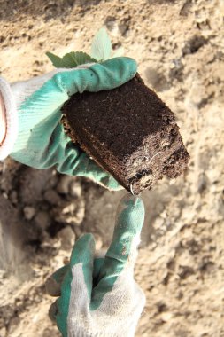 Çilek fidanlarının kök sistemi koruyucu eldiven giyen bir bahçıvanın ellerinde. Yerleştirmeden önce tesisi teftiş et