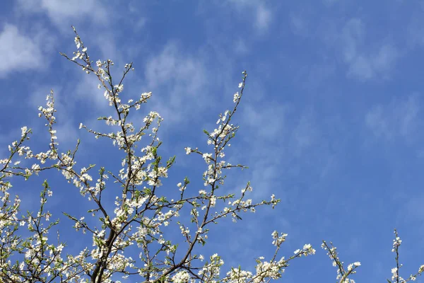 Viele Weiße Blumen Den Zweigen Einer Blühenden Kirsche Vor Blauem — Stockfoto