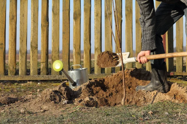 Kirschsetzling Und Gärtner Mit Einer Schaufel Erde Gießkanne Garten Obstbäume — Stockfoto