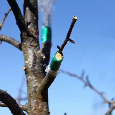 Selofan ve yeşil elektrik bandıyla sarılmış dalları olan bir elma ağacı. Basit bahçe nakli