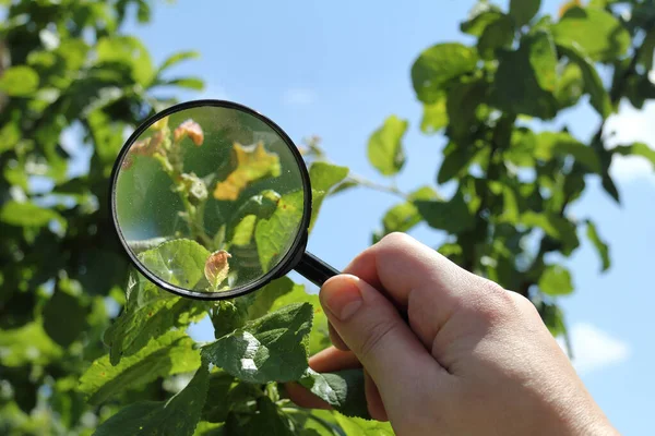 在果树叶子的背景下 园丁手中的尘土飞扬的放大镜 仔细检查夏季花园 — 图库照片