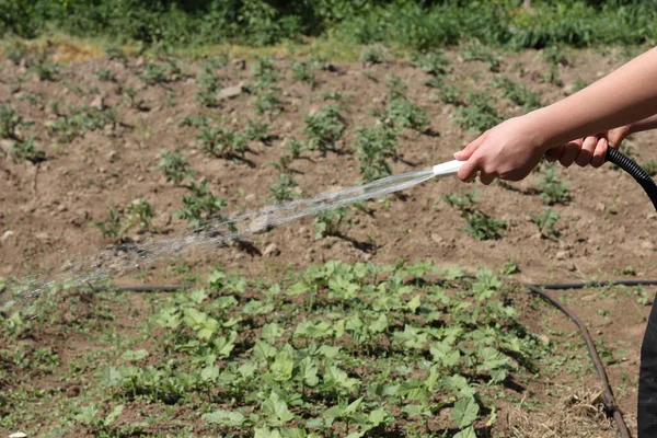 a stream of water from the garden hose in the hands of the gardener against the backdrop of the garden. necessary moisture for the growth of vegetables