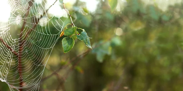 Spinnenweb Met Dauwdruppels Een Berkenboom Ochtend Het Bos — Stockfoto