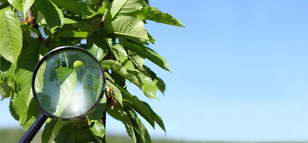 Bir Kiraz Ağacının Yumurtalıklarını Büyüteçle Inceleyin Bahçe Kontrolü — Stok fotoğraf