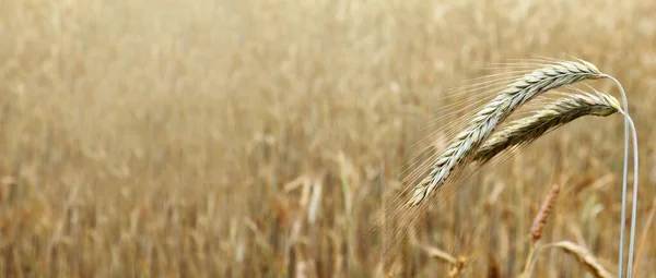 Orelhas Maduras Milho Fundo Campo Cereais Verão Paisagem Rural — Fotografia de Stock