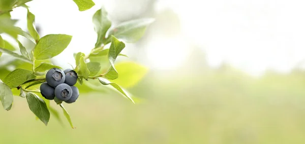 庭の茂みの上に熟した庭のブルーベリー 有用なミネラルやビタミンベリー — ストック写真