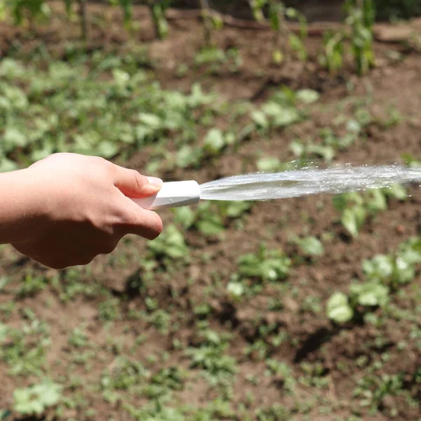 Water Garden Hose Hand Background Vegetable Garden Watering Vegetable Plantings — Stock Photo, Image