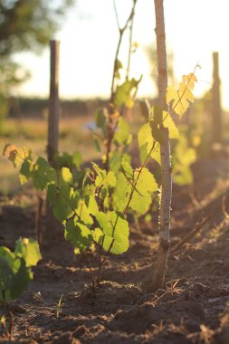 Gün batımında bahçede yaprakları olan ince üzüm filizleri. Çekirdekten üzüm yetişiyor
