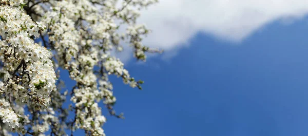 Blommande Fruktträd Mot Den Blå Himlen Med Ett Moln Vita — Stockfoto